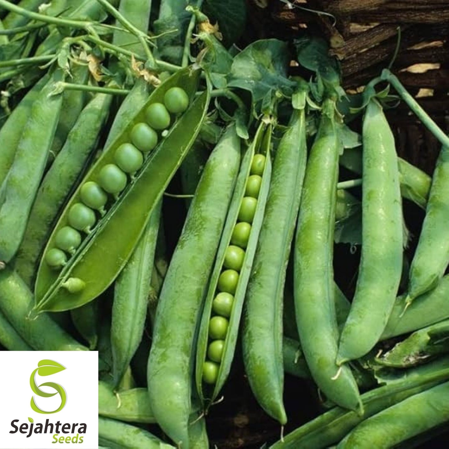 Green Arrow Pea Seeds 25 Ct | Pod Peas Heirloom NON-GMO Vegetable USA