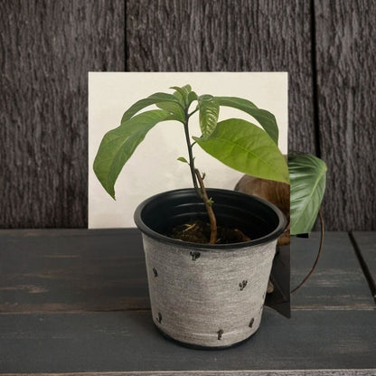 Organic Hass Avocado Tree – Persea americana Live Plant | 1–3 Feet Tall | Pruned Seed-Grown  Taproot System | Vermicompost Sprouted | Fast Growing