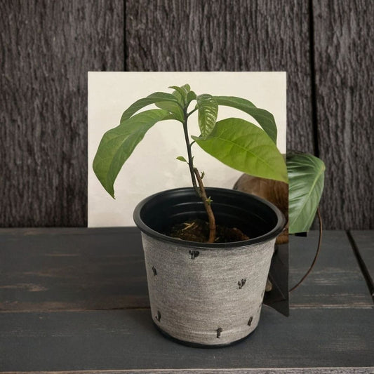Organic Hass Avocado Tree – Persea americana Live Plant | 1–3 Feet Tall | Pruned Seed-Grown  Taproot System | Vermicompost Sprouted | Fast Growing