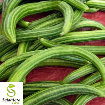 Pale Armenian Cucumber Seeds 50+ | Long Snake Serpent Vegetable NON-GMO USA