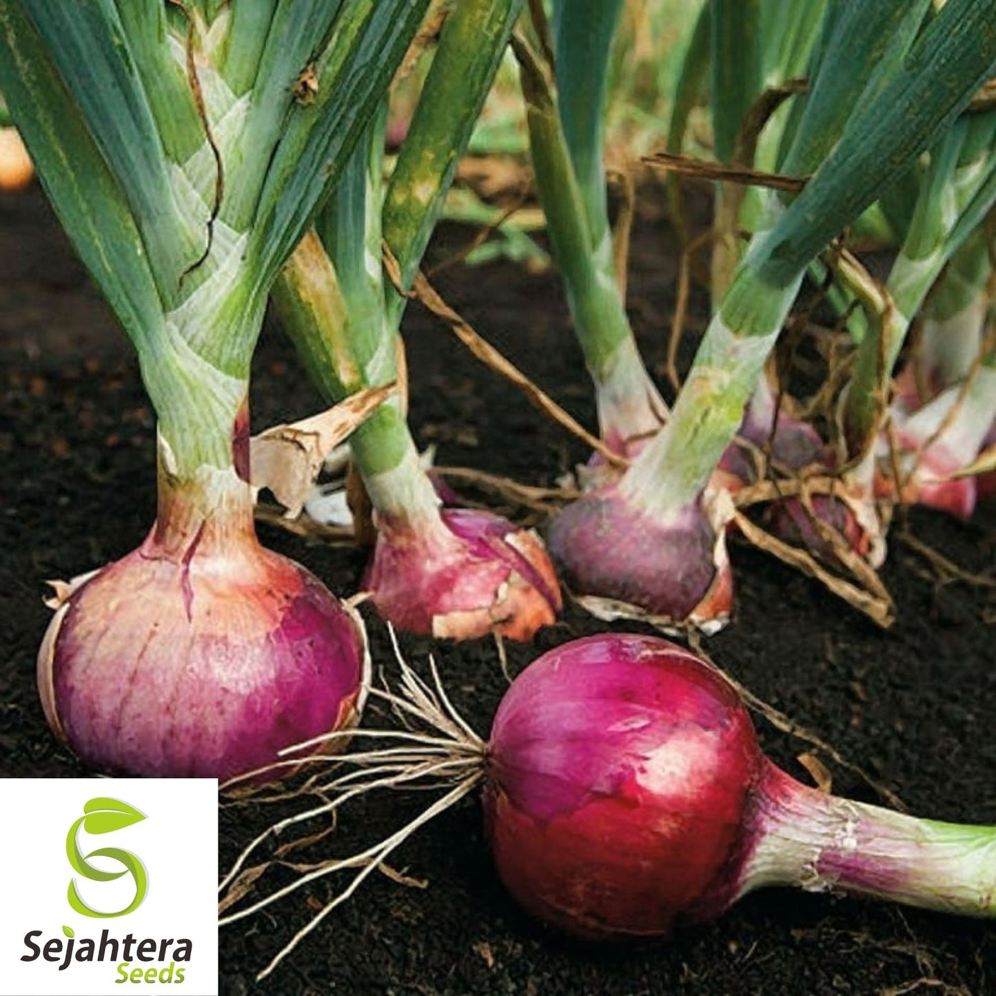 200 Red Burgundy Onion Seeds - Non-GMO, Sweet & Versatile Heirloom Variety