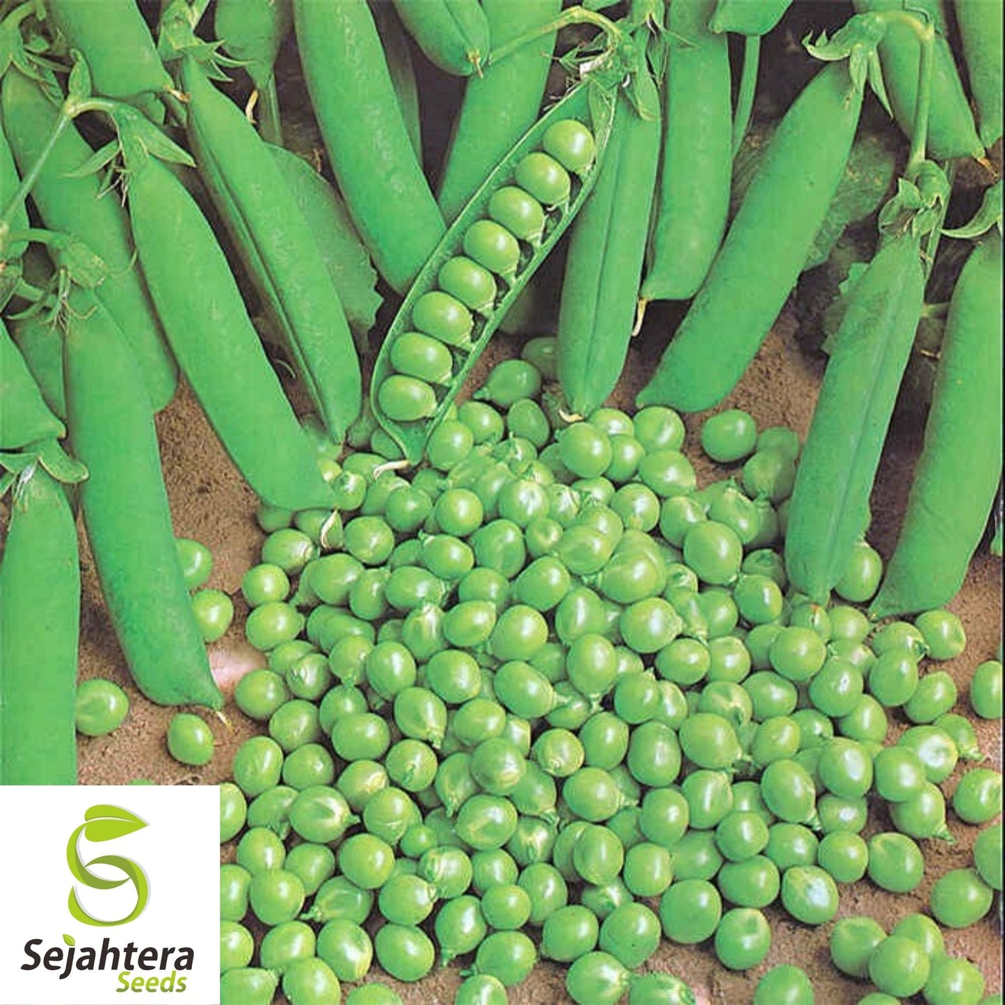 Green Arrow Pea Seeds 25 Ct | Pod Peas Heirloom NON-GMO Vegetable USA