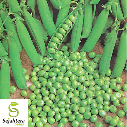 Green Arrow Pea Seeds 25 Ct | Pod Peas Heirloom NON-GMO Vegetable USA