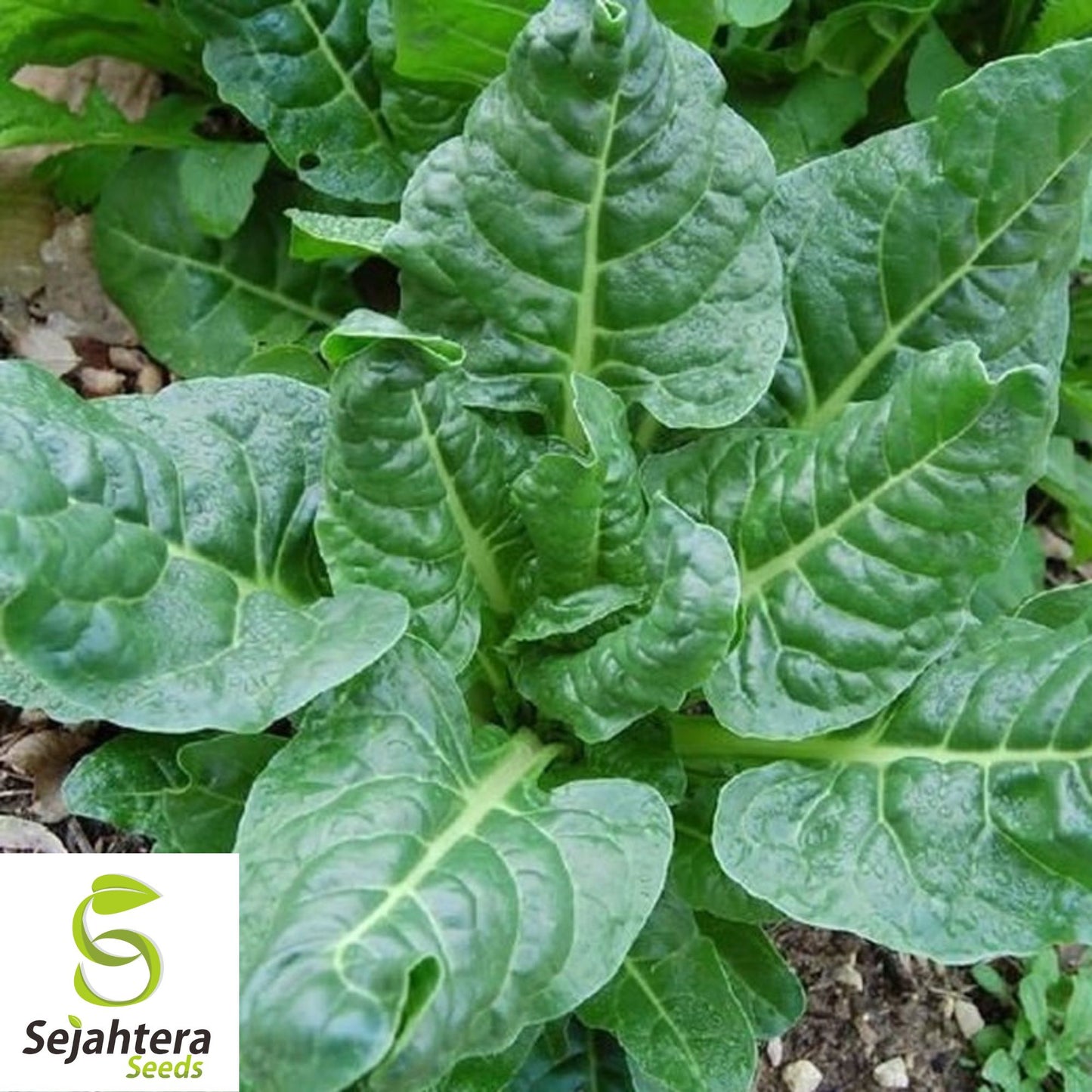 50 Perpetual Spinach Swiss Chard Seeds - Beta Vulgaris Cicla, Non-GMO