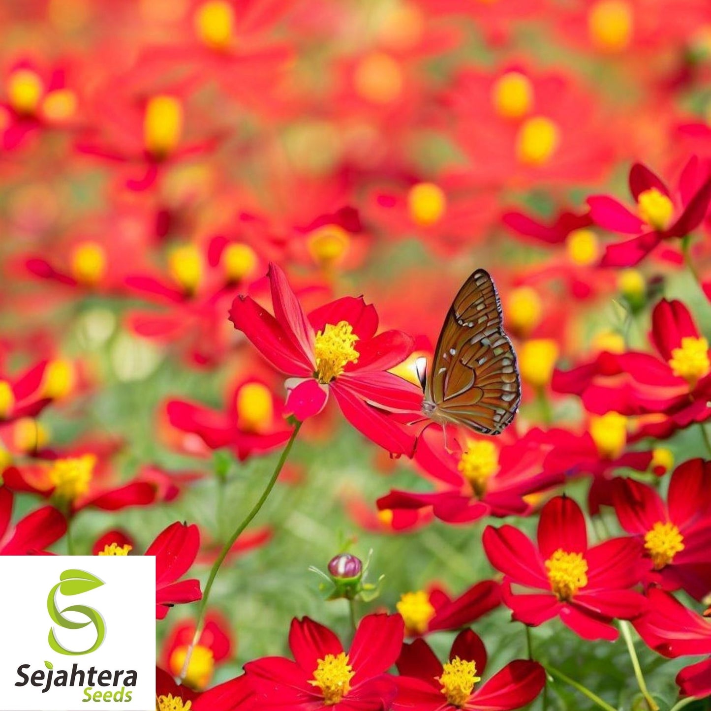 Cosmos Dwarf Red Sulphur Seeds 100 Ct | Cosmos sulphureus Annual Flower USA