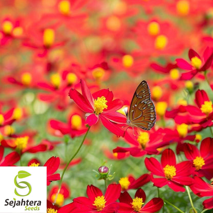 Cosmos Dwarf Red Sulphur Seeds 100 Ct | Cosmos sulphureus Annual Flower USA