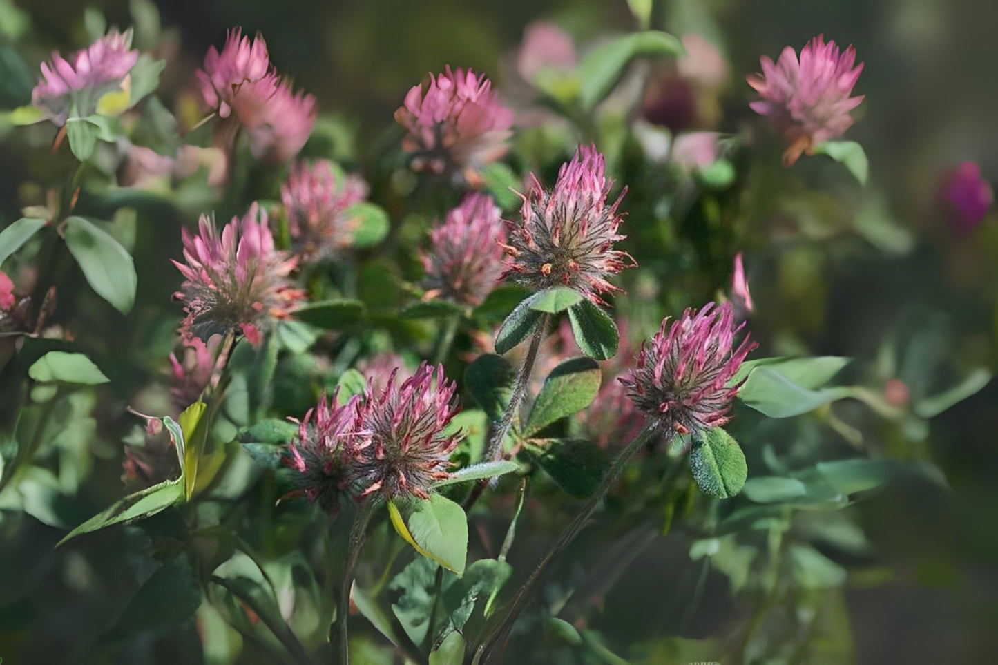 Rose (Trifolium hirtum)