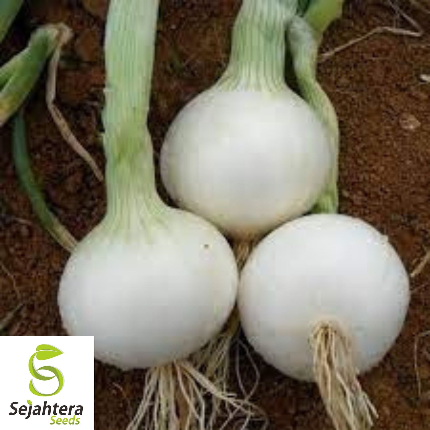 Cipollini Onion Seeds - 400+ Heirloom, Organic, Non-GMO & Sweet