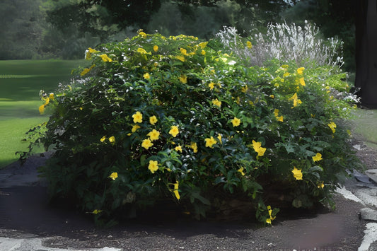 Mandavilla Vine Plant Starter 4 Inch Pot, Yellow Wild Allamanda, Pentalinon luteum, Drought Tolerant, Easy Care Garden Plant
