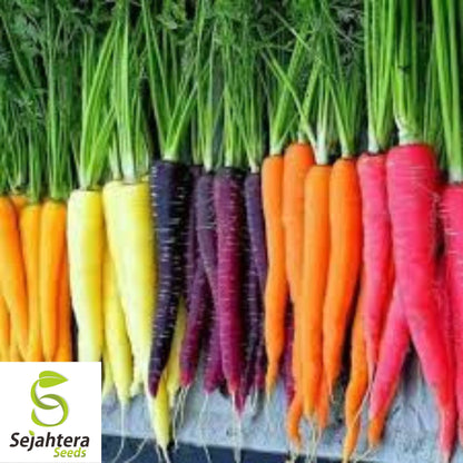 300 Rainbow Carrot Seeds - Non-GMO, Colorful & Sweet Variety