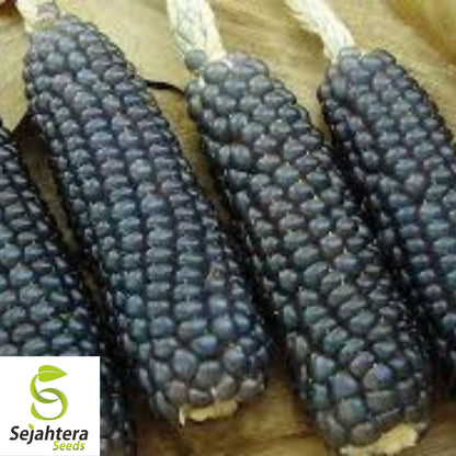 Hopi Blue Corn Seeds - 120+ Heirloom, Non-GMO, Organic & Rare Native Variety