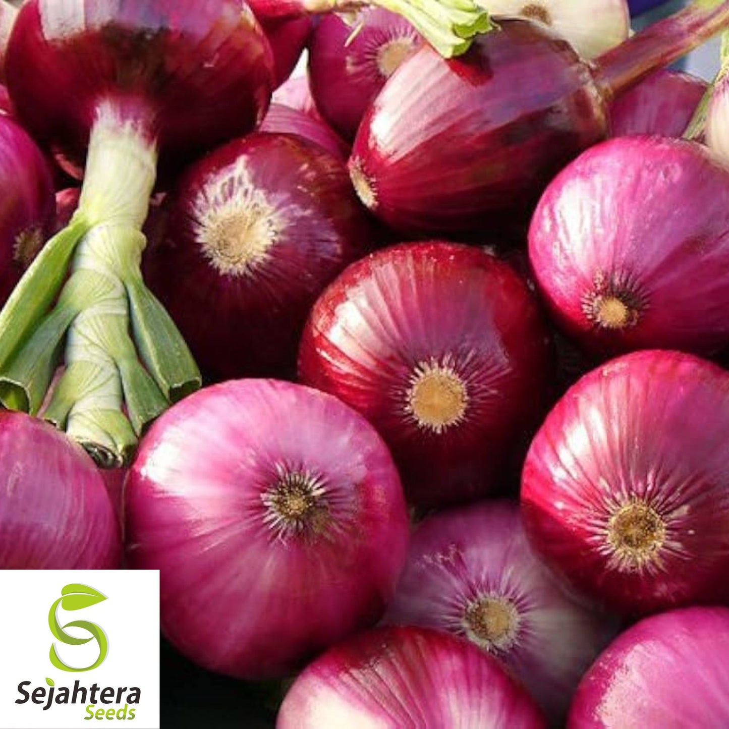 200 Red Burgundy Onion Seeds - Non-GMO, Sweet & Versatile Heirloom Variety