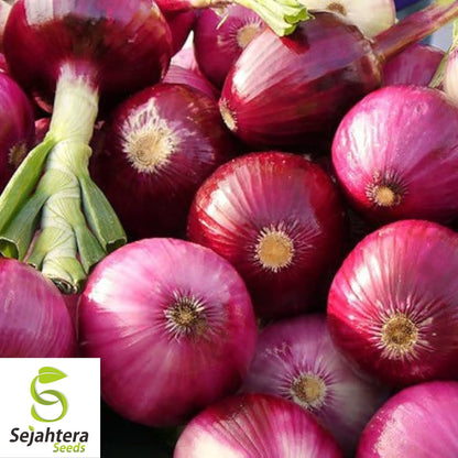 200 Red Burgundy Onion Seeds - Non-GMO, Sweet & Versatile Heirloom Variety