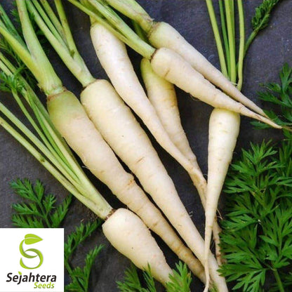 Lunar White Carrot Seeds 400+ | Heirloom Vegetable Garden NON-GMO USA