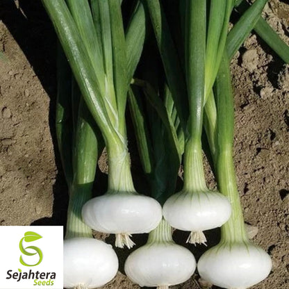 Cipollini Onion Seeds - 400+ Heirloom, Organic, Non-GMO & Sweet