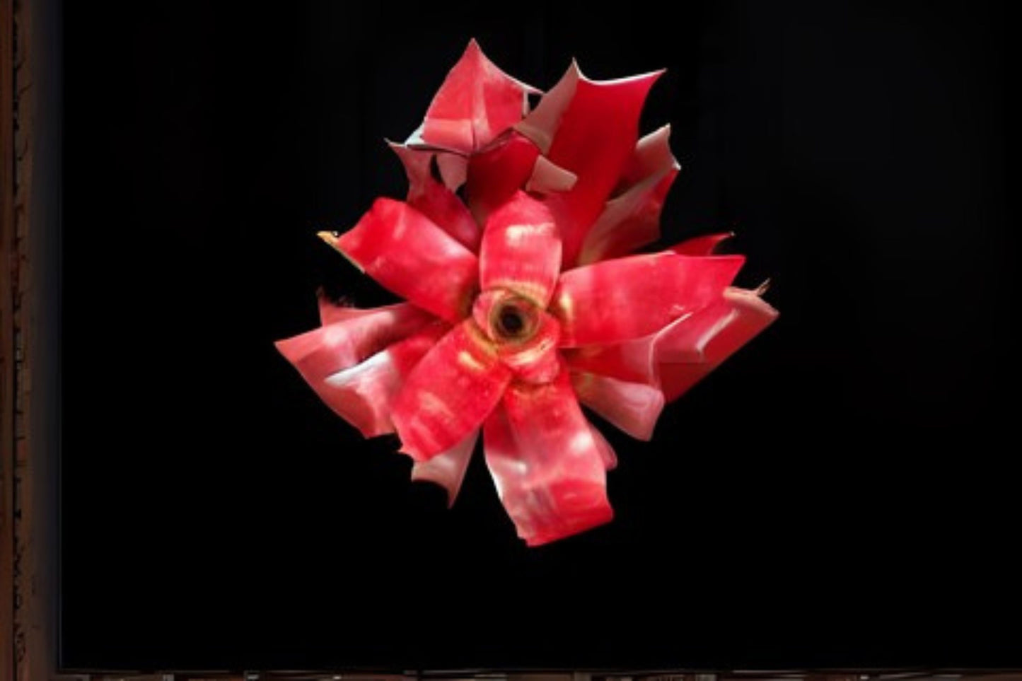 Neoregelia Plant 6" Golden Gate Bromeliad - Tropical Indoor Houseplant (Neoregelia spp.) - Perfect for Home Décor