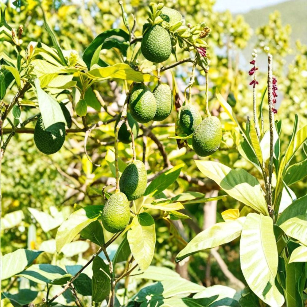 Organic Hass Avocado Tree – Persea americana Live Plant | 1–3 Feet Tall | Pruned Seed-Grown  Taproot System | Vermicompost Sprouted | Fast Growing