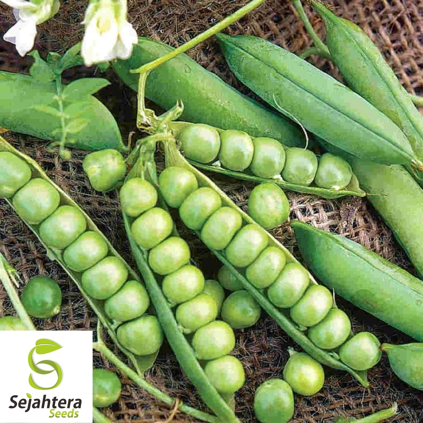 Green Arrow Pea Seeds 25 Ct | Pod Peas Heirloom NON-GMO Vegetable USA
