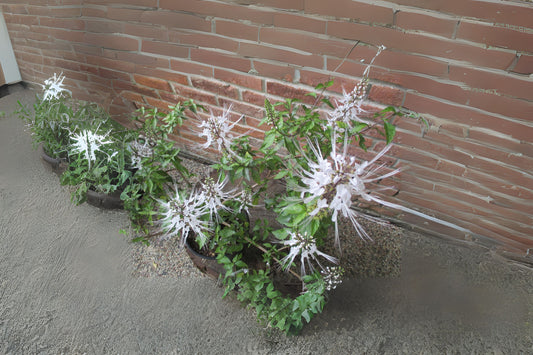 White Cat Whiskers Live Perennial Plant - Orthosiphon stamineus Starter in 4" Pot, Easy to Grow, Great for Gardens and Pots