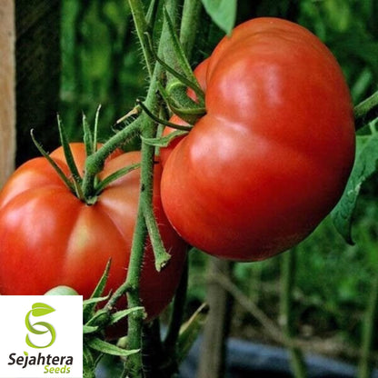 Burpee's Big Boy Tomato Seeds - 30+ Hybrid - Organic & Non-GMO - High Yield