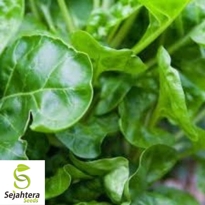 50 Perpetual Spinach Swiss Chard Seeds - Beta Vulgaris Cicla, Non-GMO