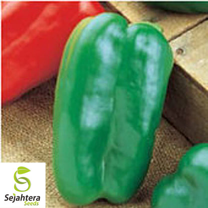 Big Bertha Sweet Pepper Seeds - 100+ Organic Heirloom - Huge & Non-GMO