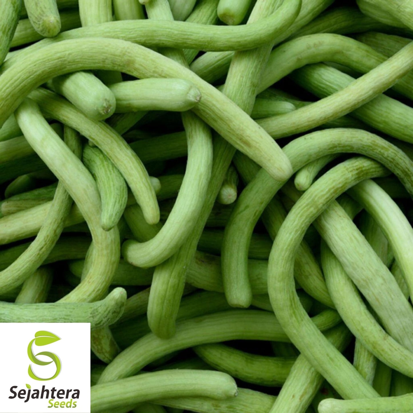 Pale Armenian Cucumber Seeds 50+ | Long Snake Serpent Vegetable NON-GMO USA