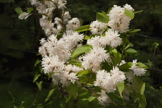 Deutzia Candidissima Live Plant - Snow White Double Bloom Starter Size, Well-Rooted, Ornamental Flowering Shrub