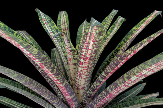 Bromeliad Plant Vriesea Ocean Mist - Variegated Green Foliage with Red Splotches - Vriesea Ospinae Gruberii - Shade/Partial Sun