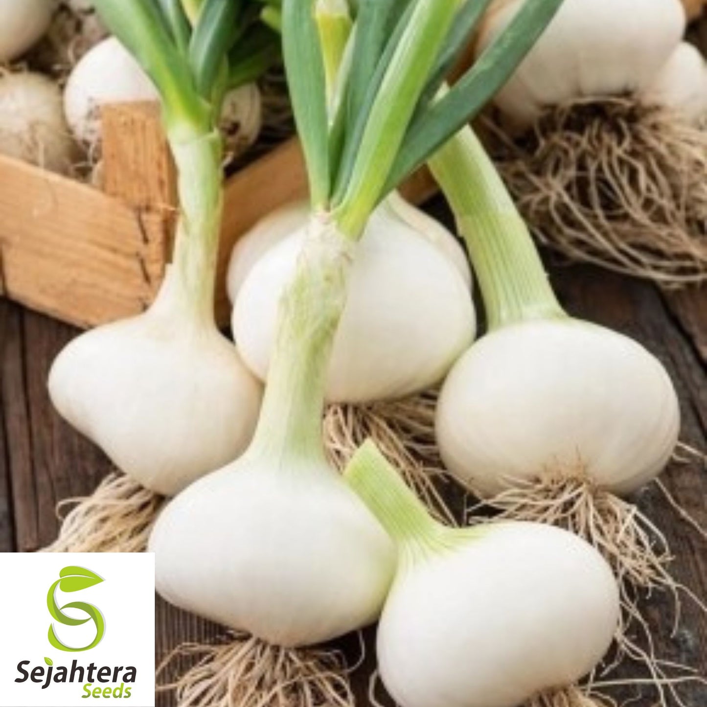 Cipollini Onion Seeds - 400+ Heirloom, Organic, Non-GMO & Sweet