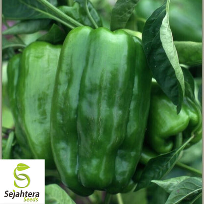 Big Bertha Sweet Pepper Seeds - 100+ Organic Heirloom - Huge & Non-GMO