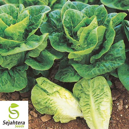 1000 Little Gem Lettuce Seeds - Non-GMO, Crisp & Compact Heirloom Variety