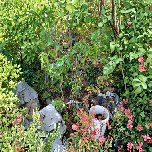 Dwarf Anjou & Dwarf Comice Pear Trees – Pyrus communis Bareroot Set | Pollinator Pair | Ready to Plant  Sweet Dessert Pears | Cross-Pollinating | Compact Size