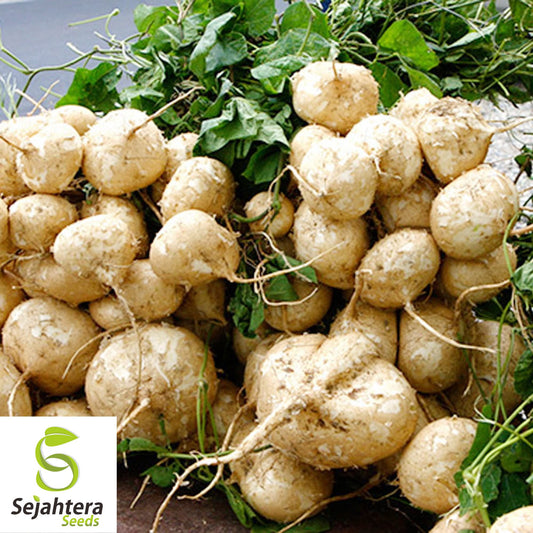 Jicama Seeds {Pachyrhizus erosus} Mexican Yam Bean, 20+ Seeds