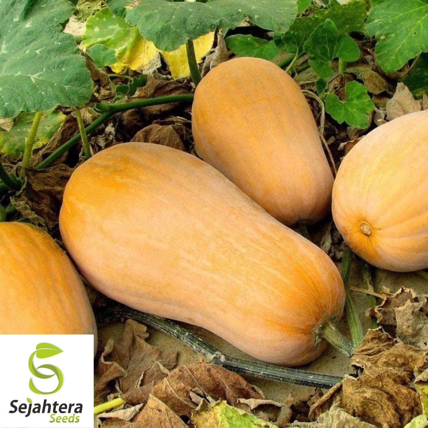 25 Butternut Waltham Squash Seeds - Winter Vegetable, Non-GMO, Sweet & Nutty