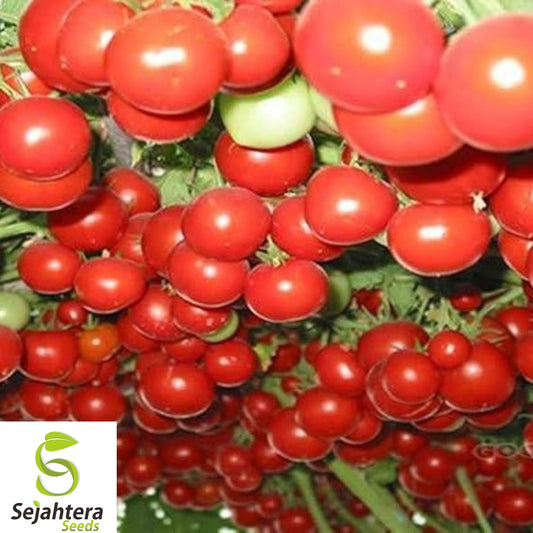 30+ Trip-L-Crop Tomato Seeds - Heirloom, Huge, 15ft Vines, Rare & High-Yield