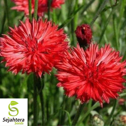 Tall Red Cornflower Bachelor Button Seeds 200+ | Vibrant Flower Garden USA