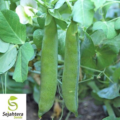 Green Arrow Pea Seeds 25 Ct | Pod Peas Heirloom NON-GMO Vegetable USA