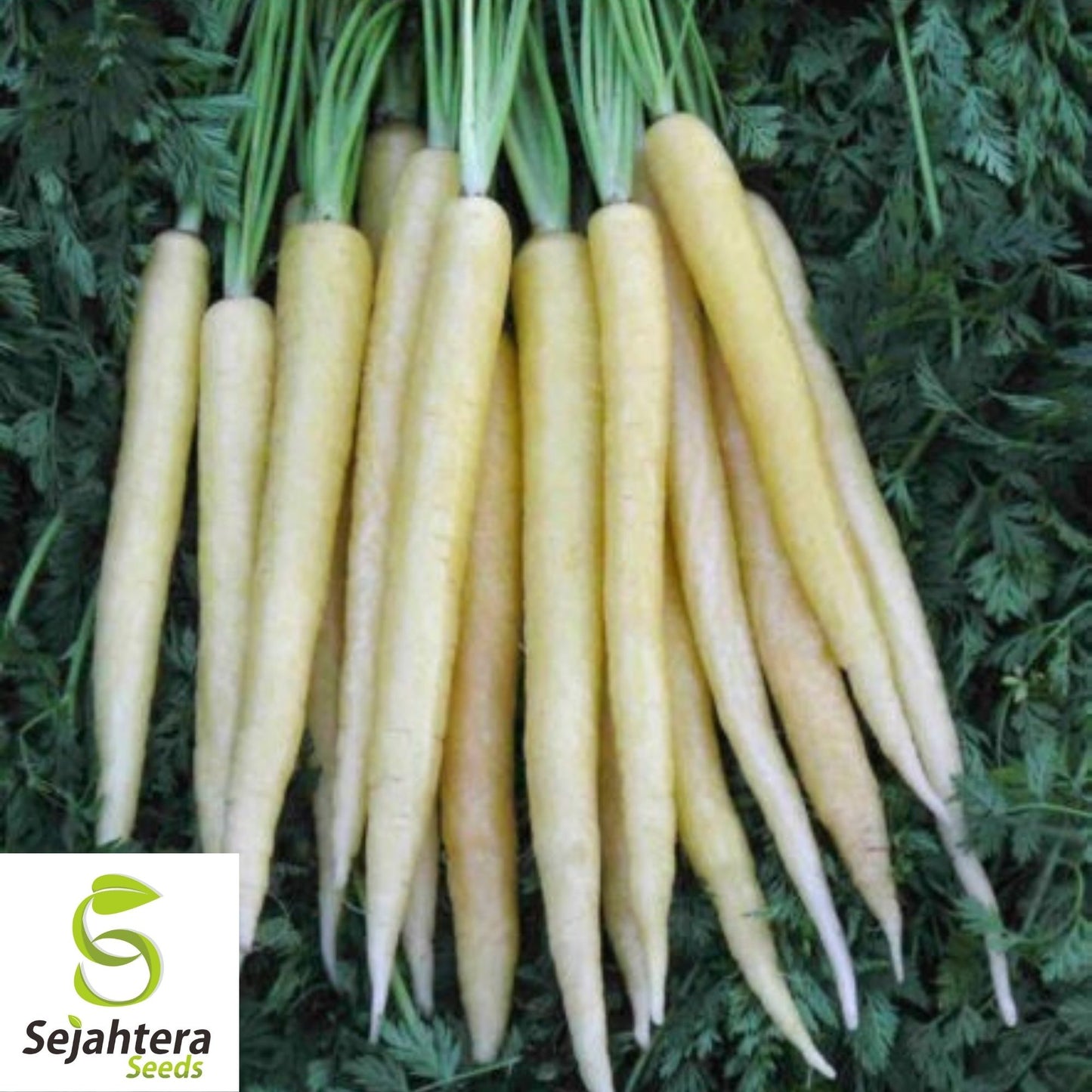 Lunar White Carrot Seeds 400+ | Heirloom Vegetable Garden NON-GMO USA