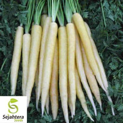 Lunar White Carrot Seeds 400+ | Heirloom Vegetable Garden NON-GMO USA