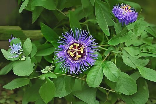 Purple Passion Flower Vine Plant - Live Starter Plant Passiflora Incarnata x Cincinnata - 6 to 12 Inches - Vibrant Violet Blue Color