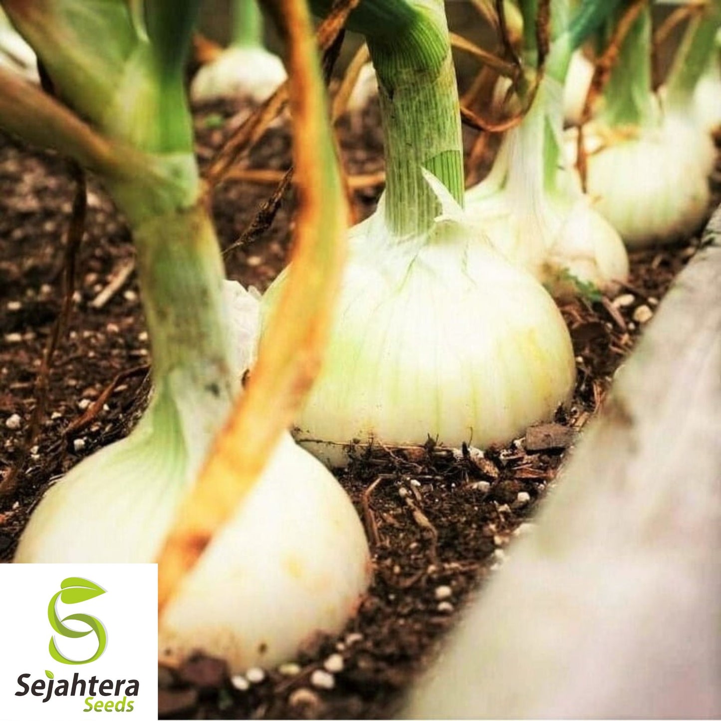 Cipollini Onion Seeds - 400+ Heirloom, Organic, Non-GMO & Sweet