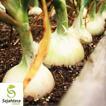 Cipollini Onion Seeds - 400+ Heirloom, Organic, Non-GMO & Sweet