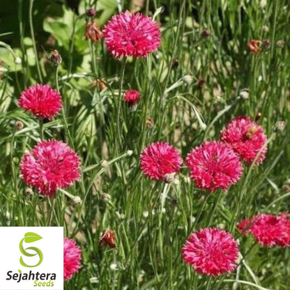 Tall Red Cornflower Bachelor Button Seeds 200+ | Vibrant Flower Garden USA