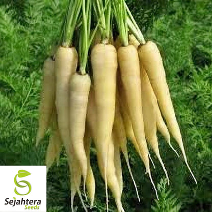 Lunar White Carrot Seeds 400+ | Heirloom Vegetable Garden NON-GMO USA