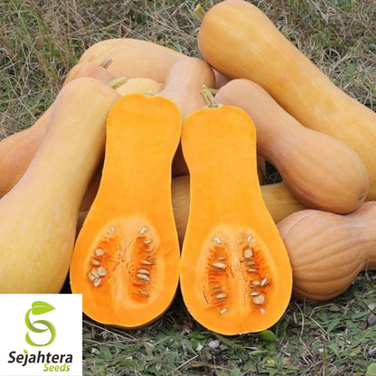 25 Butternut Waltham Squash Seeds - Winter Vegetable, Non-GMO, Sweet & Nutty