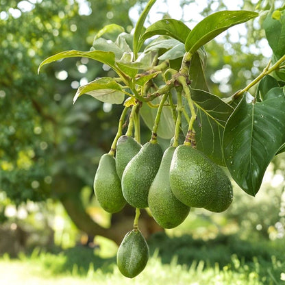 Genuine Fuerte Avocado Scions – Persea americana 5 Fresh Cuttings | Budwood for Grafting Only  Authentic Fuerte | Productive Mother Tree | For Experienced Growers