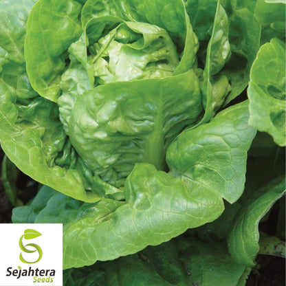 1000 Little Gem Lettuce Seeds - Non-GMO, Crisp & Compact Heirloom Variety