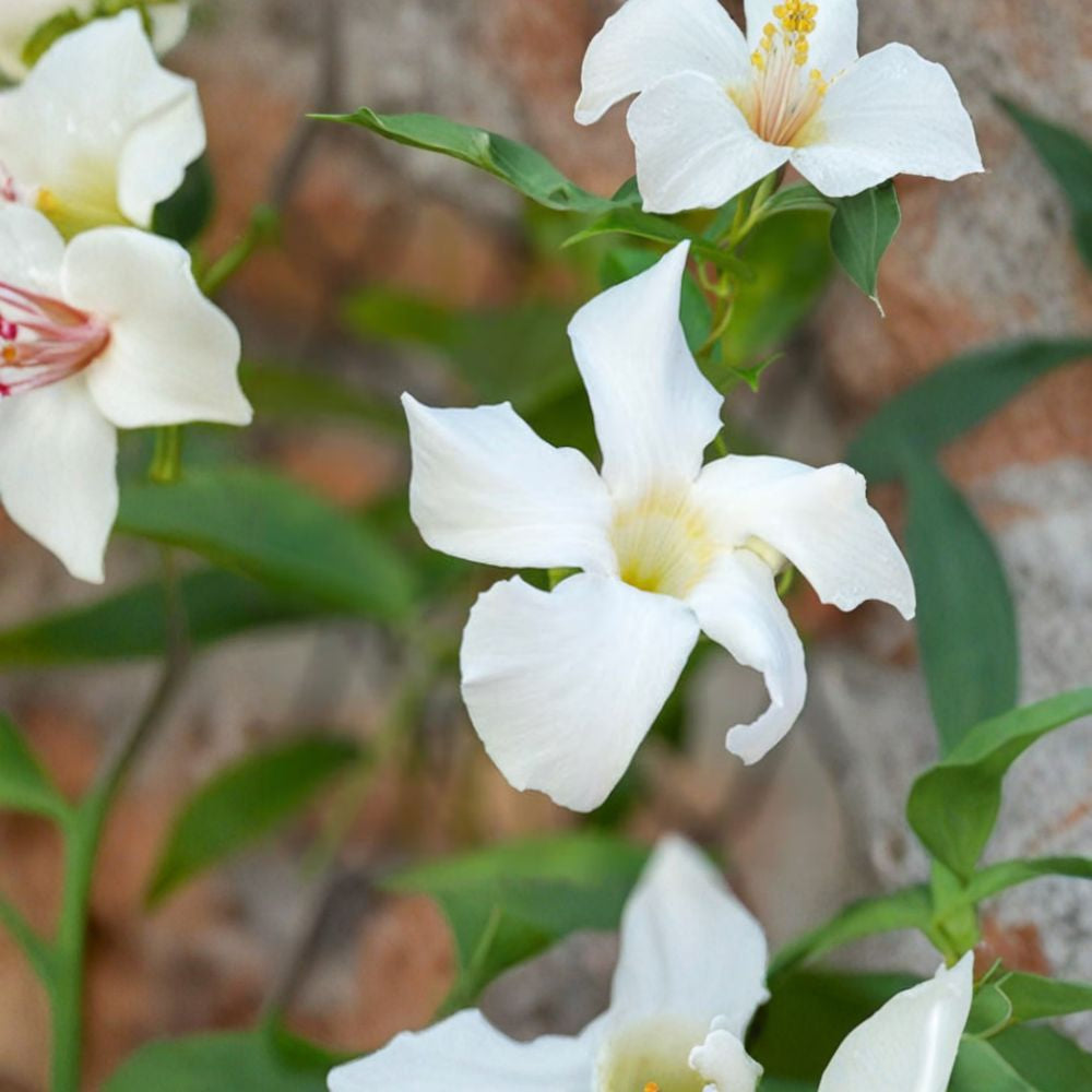 Mandevilla laxa – Chilean Jasmine – Mandevilla laxa Live Plant | 2 Feet Tall | Includes 6 Inch Nursery Pot  Fragrant White Trumpet Flowers | Summer Blooming Vine | Elegant Climber