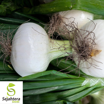 Cipollini Onion Seeds - 400+ Heirloom, Organic, Non-GMO & Sweet